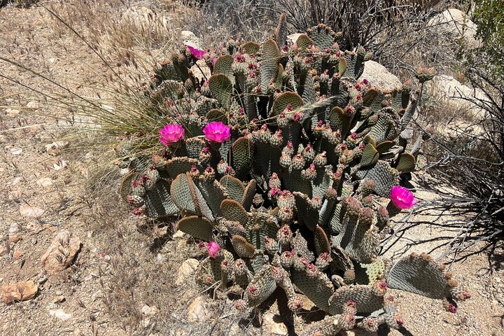 Joshua Tree National Park Sightseeing Adventure Tour