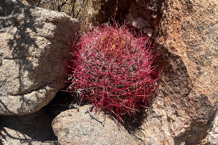 Joshua Tree National Park Sightseeing Adventure Tour