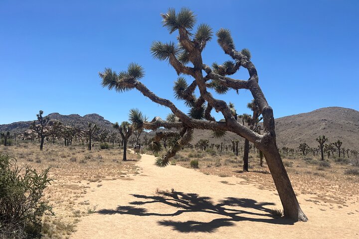 Joshua Tree National Park Sightseeing Adventure Tour