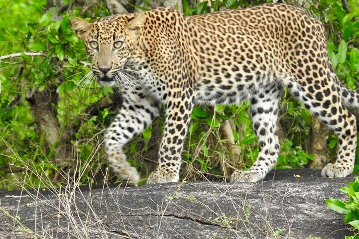 Yala National Park Special Leopard Safari Tours By Dinuka Safari