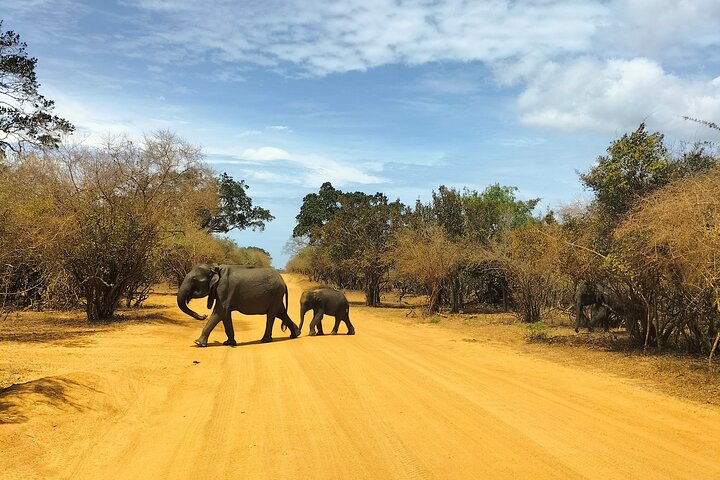 Yala National Park Special Leopard Safari Tours By Dinuka Safari