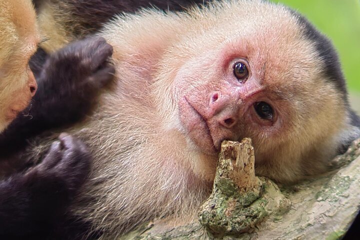 Manuel Antonio National Park : Guided tour with TICKET INCLUDED