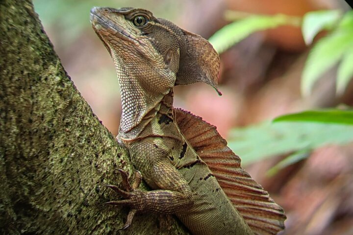 Manuel Antonio National Park : Guided tour with TICKET INCLUDED
