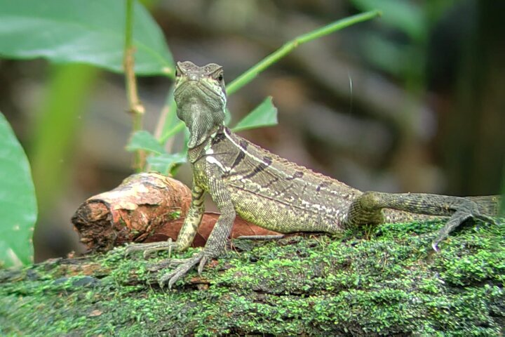 Manuel Antonio National Park : Guided tour with TICKET INCLUDED