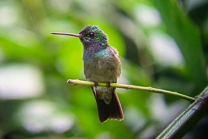 Manuel Antonio National Park : Guided tour with TICKET INCLUDED