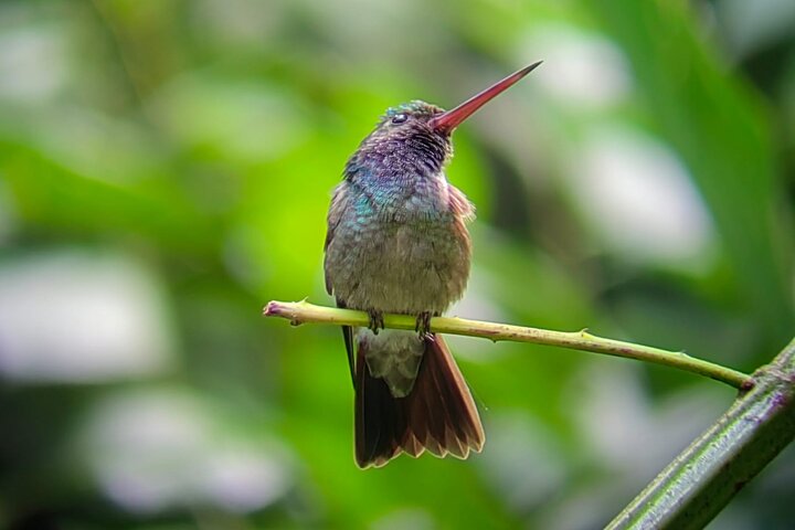 Manuel Antonio National Park : Guided tour with TICKET INCLUDED