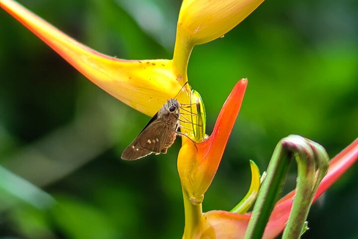 Manuel Antonio National Park : Guided tour with TICKET INCLUDED