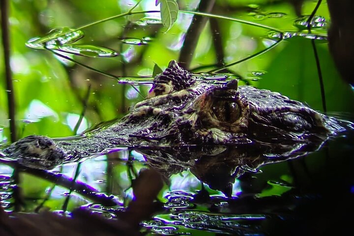 Manuel Antonio National Park : Guided tour with TICKET INCLUDED