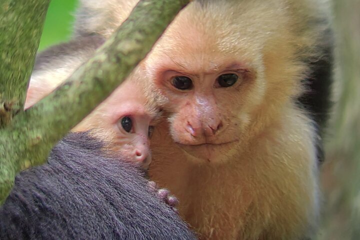 Manuel Antonio National Park : Guided tour with TICKET INCLUDED