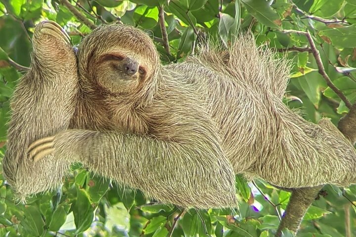 Manuel Antonio National Park : Guided tour with TICKET INCLUDED