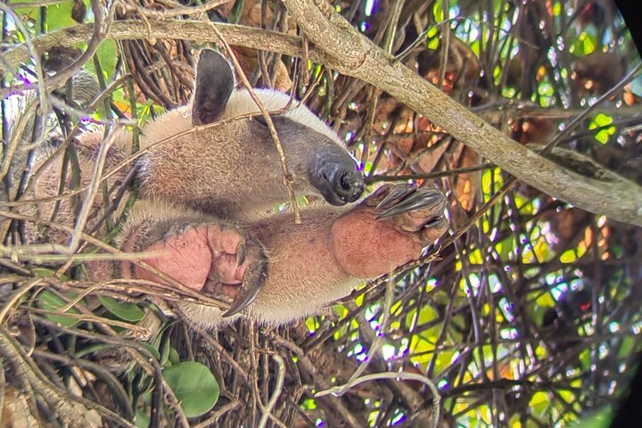 Manuel Antonio National Park : Guided tour with TICKET INCLUDED