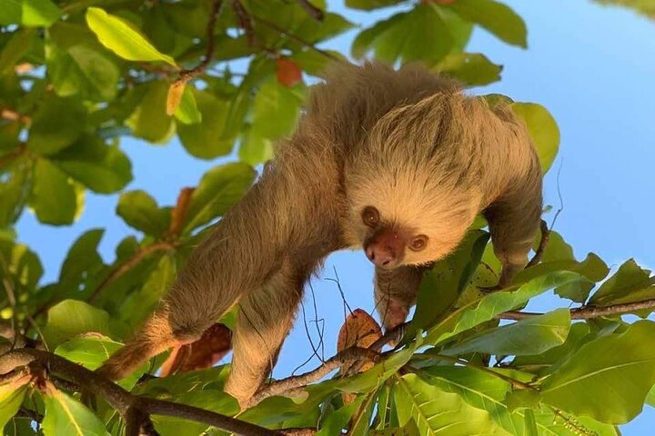 Manuel Antonio National Park : Guided tour with TICKET INCLUDED