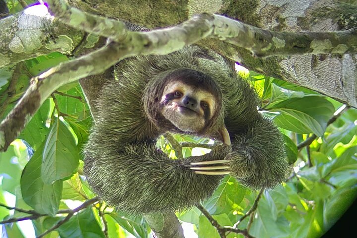 Manuel Antonio National Park : Guided tour with TICKET INCLUDED