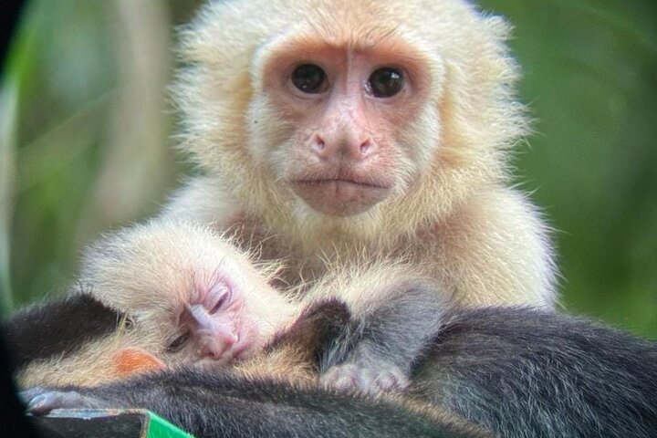 Manuel Antonio National Park : Guided tour with TICKET INCLUDED