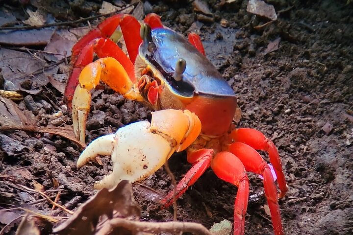 Manuel Antonio National Park : Guided tour with TICKET INCLUDED