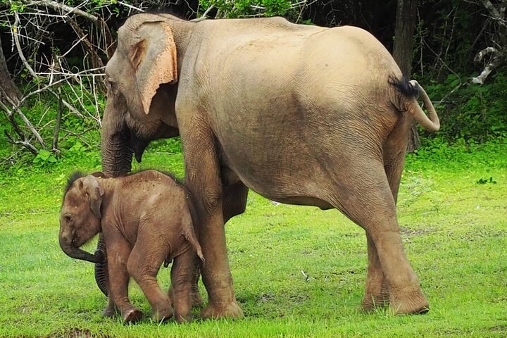 Yala National Park Special Leopard Safari Tours By Dinuka Safari