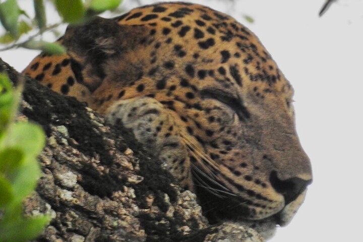 Yala National Park Special Leopard Safari Tours By Dinuka Safari