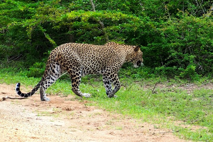 Yala National Park Special Leopard Safari Tours By Dinuka Safari