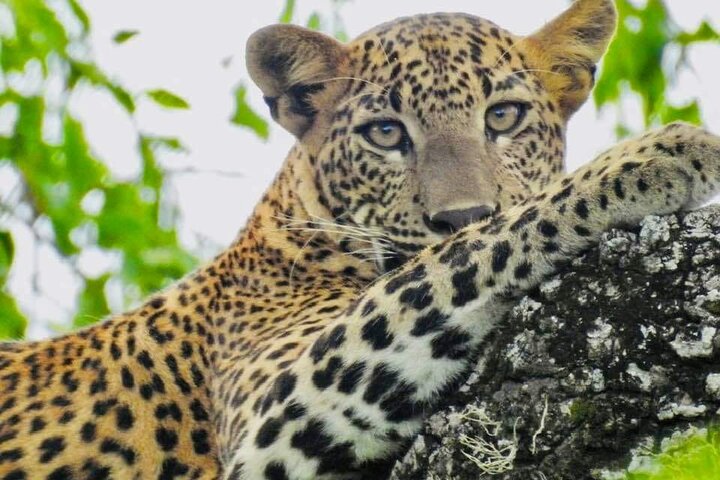Yala National Park Special Leopard Safari Tours By Dinuka Safari