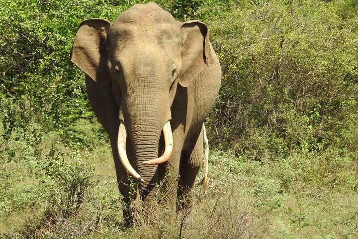 Yala National Park Special Leopard Safari Tours By Dinuka Safari