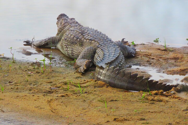 Yala National Park Special Leopard Safari Tours By Dinuka Safari