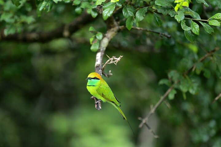Yala National Park Special Leopard Safari Tours By Dinuka Safari