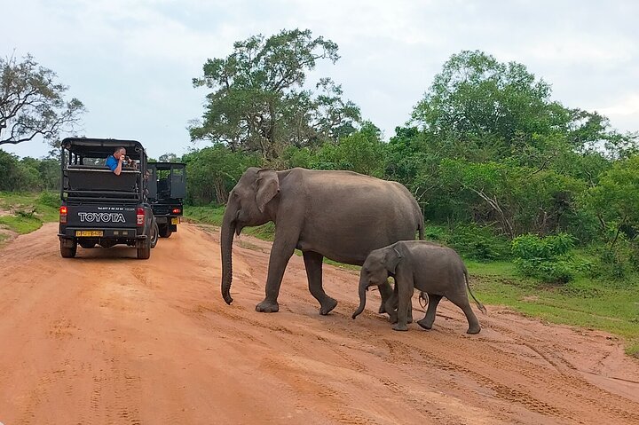 Yala National Park Special Leopard Safari Tours By Dinuka Safari