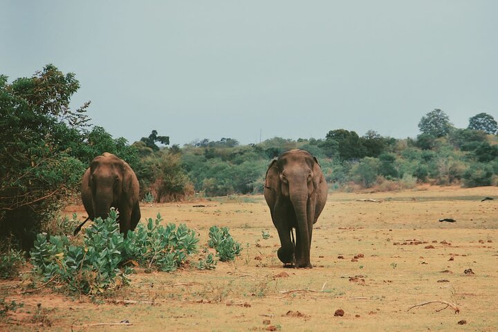 Udawalawe National Park Safari Tour