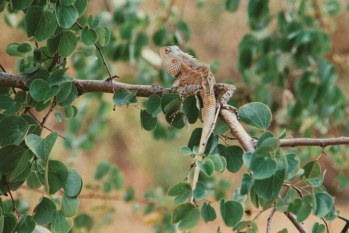 Udawalawe National Park Safari Tour