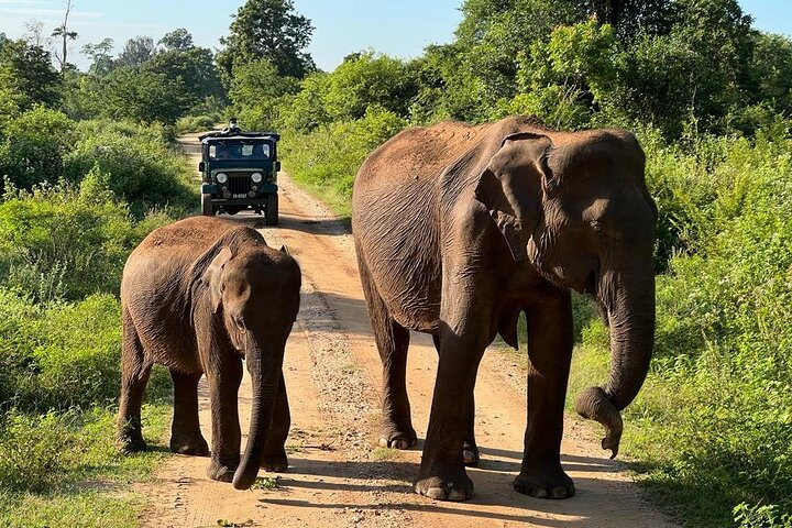 Udawalawe National Park Safari Tour