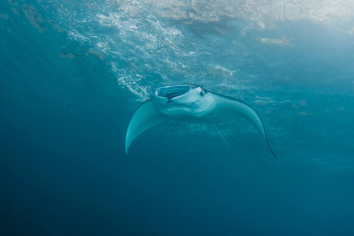 Nusa Penida : Snorkeling Trip Manta Point, Gamat Bay and Wall Bay