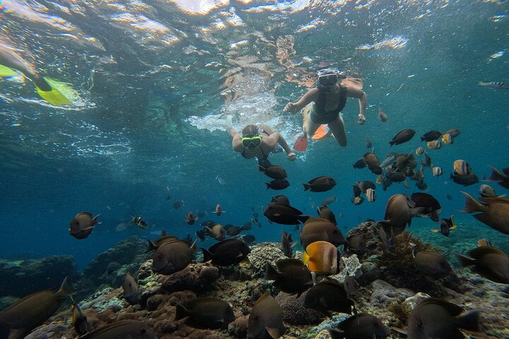 Nusa Penida : Snorkeling Trip Manta Point, Gamat Bay and Wall Bay