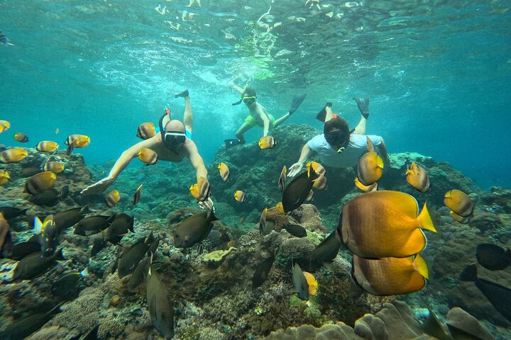 Nusa Penida : Snorkeling Trip Manta Point, Gamat Bay and Wall Bay