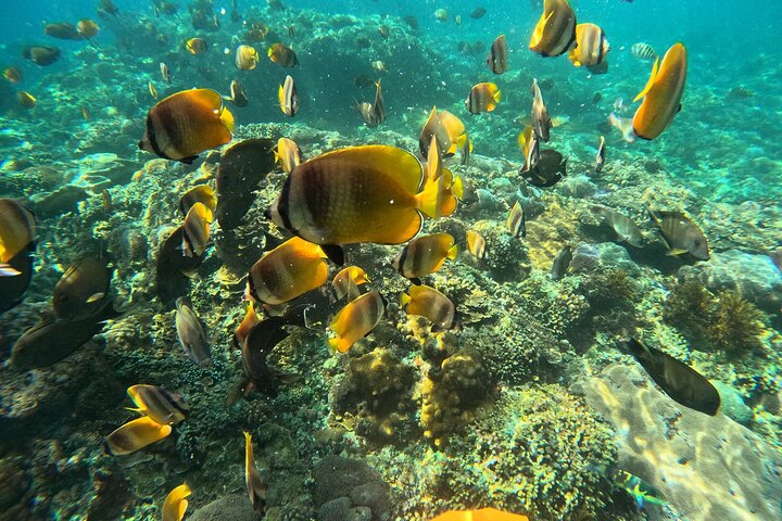 Nusa Penida : Snorkeling Trip Manta Point, Gamat Bay and Wall Bay