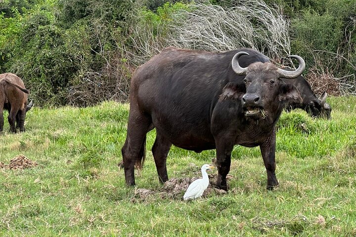 Kragga Kamma Game Park Safari Guided Tour in Port Elizabeth