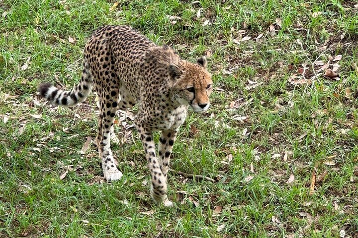 Kragga Kamma Game Park Safari Guided Tour in Port Elizabeth