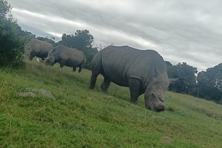 Kragga Kamma Game Park Safari Guided Tour in Port Elizabeth