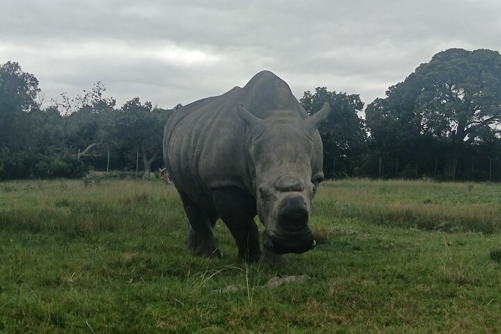 Kragga Kamma Game Park Safari Guided Tour in Port Elizabeth