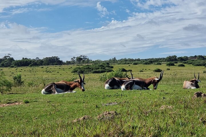 Kragga Kamma Game Park Safari Guided Tour in Port Elizabeth