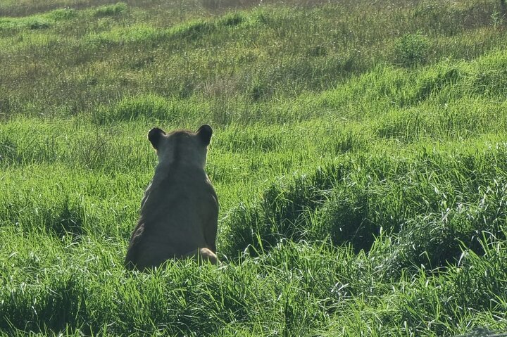 Kragga Kamma Game Park Safari Guided Tour in Port Elizabeth