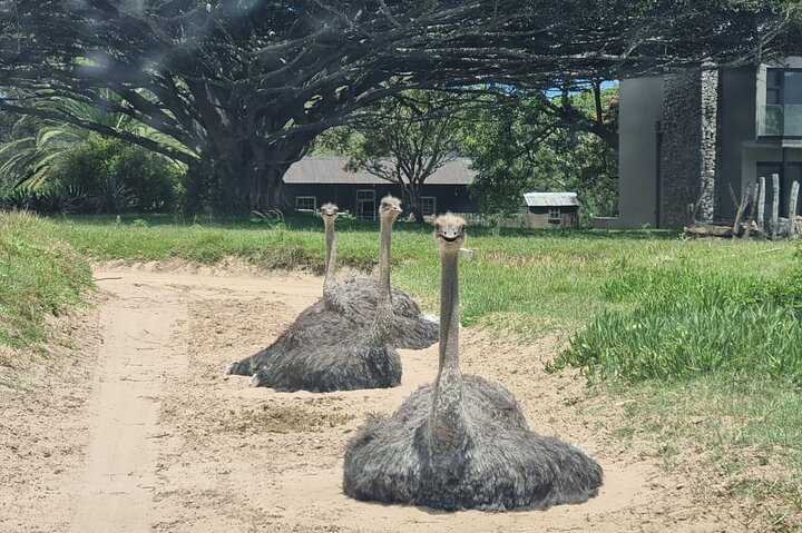 Kragga Kamma Game Park Safari Guided Tour in Port Elizabeth