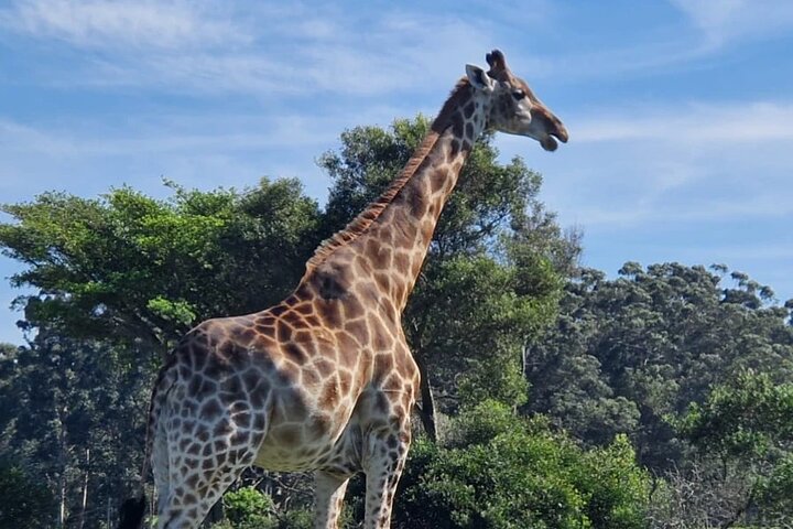 Kragga Kamma Game Park Safari Guided Tour in Port Elizabeth
