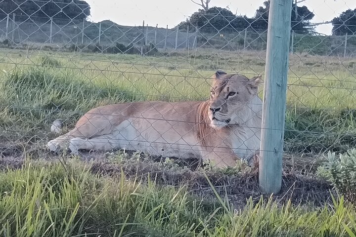 Kragga Kamma Game Park Safari Guided Tour in Port Elizabeth