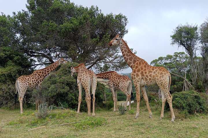 Kragga Kamma Game Park Safari Guided Tour in Port Elizabeth