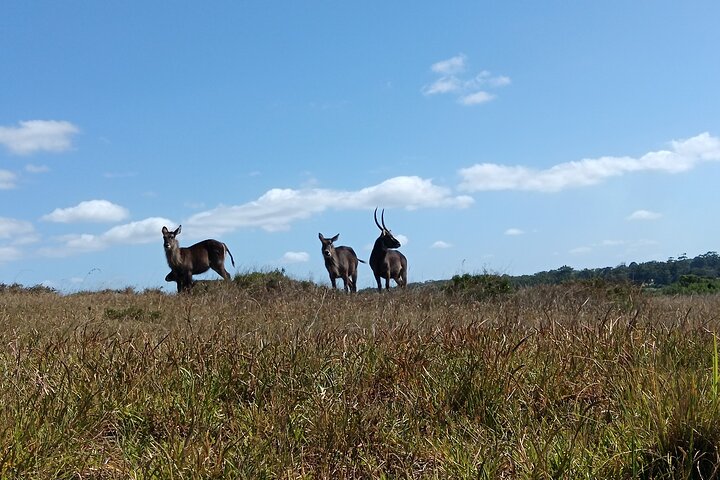 Kragga Kamma Game Park Safari Guided Tour in Port Elizabeth
