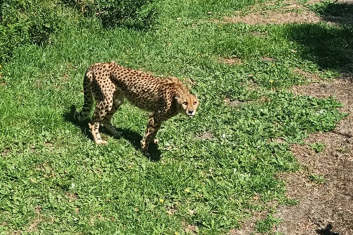 Kragga Kamma Game Park Safari Guided Tour in Port Elizabeth