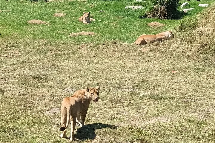 Kragga Kamma Game Park Safari Guided Tour in Port Elizabeth