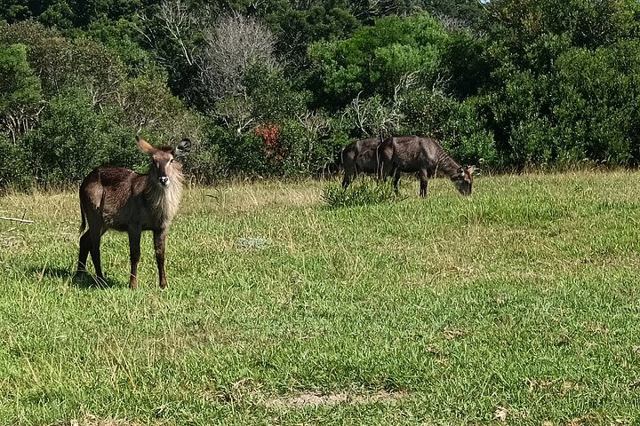Kragga Kamma Game Park Safari Guided Tour in Port Elizabeth