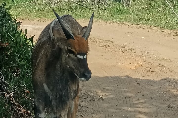 Kragga Kamma Game Park Safari Guided Tour in Port Elizabeth