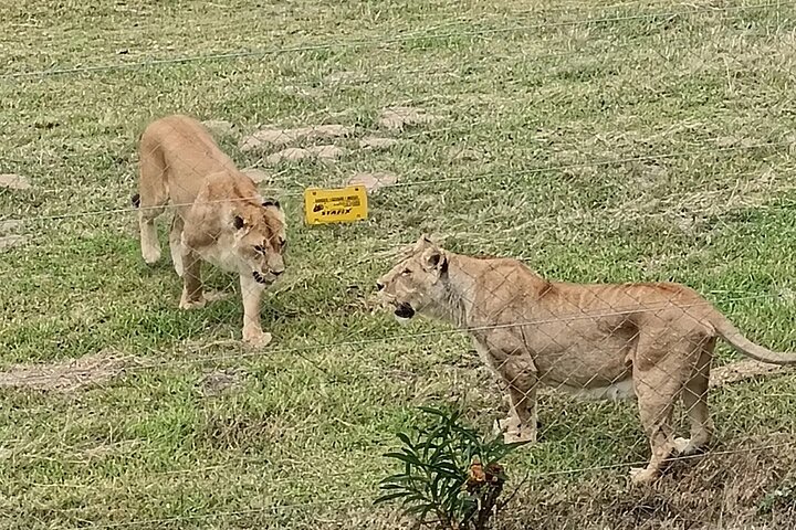 Kragga Kamma Game Park Safari Guided Tour in Port Elizabeth